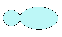 Dipole/Director Polar Diagram